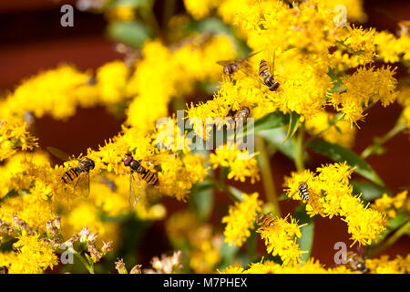 Episyrphus balteatus hoverfly en Ecosse Jardin Montrose UK Banque D'Images