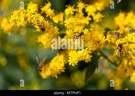 Episyrphus balteatus hoverfly en Ecosse Jardin Montrose UK Banque D'Images