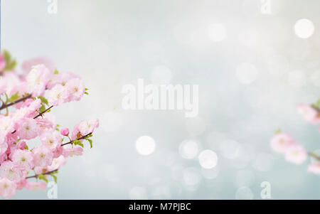 Arbre généalogique blanche fleur Fleurs Banque D'Images