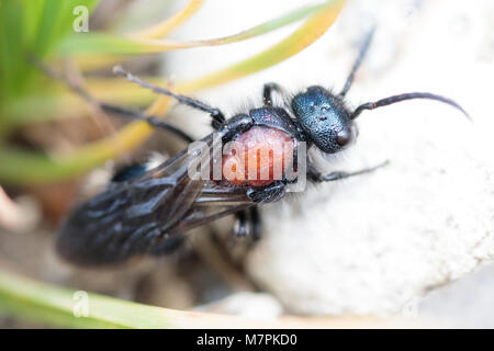 Ant de velours des hommes (Mutilla europaea). NNR commun Chobham, Surrey, UK. Banque D'Images