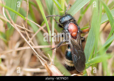 Ant de velours des hommes (Mutilla europaea). NNR commun Chobham, Surrey, UK. Banque D'Images