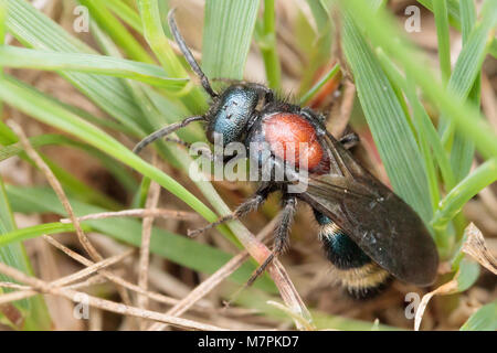 Ant de velours des hommes (Mutilla europaea). NNR commun Chobham, Surrey, UK. Banque D'Images