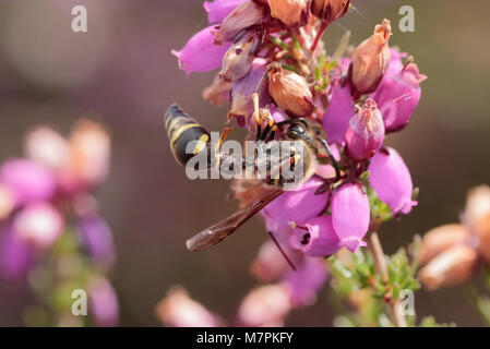 Heath potter wasp (Eumenes coarctatus) larve de la proie avec. Dorset, UK. Banque D'Images