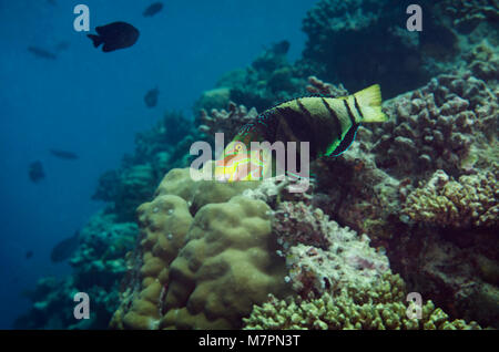 Thicklip interdit napoléon, Hemigymnus fasciatus, natation sur les récifs coralliens dans Bathala, Maldives, océan Indien Banque D'Images