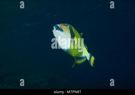 Les balistes Titan, Balistoides viridescens, natation aux Maldives Banque D'Images