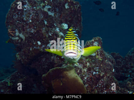 Sweetlips Oriental, Plectorhinchus vittatus, sur les récifs coralliens dans Ari Atoll, Maldives, océan Indien Banque D'Images