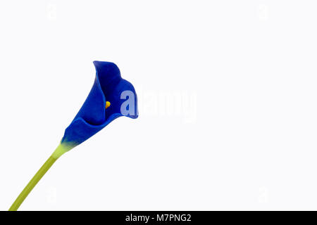 Fleur bleu jaune vert avec l'intérieur de stim avec copie espace vers la droite. Banque D'Images