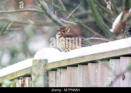 Grive musicienne (Turdus philomelos) assis sur un jardin clôture au cours d'une averse de neige. Banque D'Images