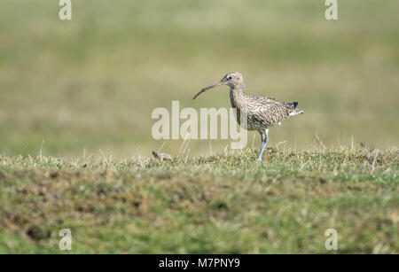 Commun ou eurasienne Curlew (Numenius arquata) se nourrissant sur les pâtures en hiver Banque D'Images