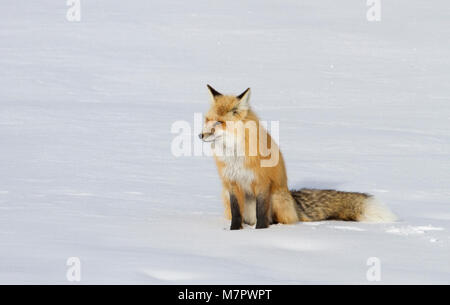 Red Fox red fox près de Roaring Mountain ; Banque D'Images