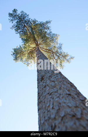 Un seul-pin sylvestre Pinus sylvestris, photographié d'un angle faible contre un ciel bleu. Hampshire England UK GO Banque D'Images
