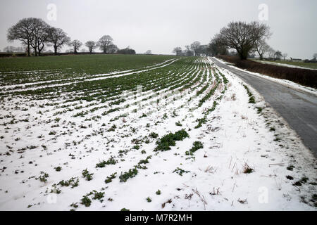 Des rangées de cultures dans un champ en temps de neige, Warwickshire, UK Banque D'Images