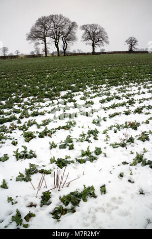 Les cultures dans un champ en temps de neige, Warwickshire, UK Banque D'Images