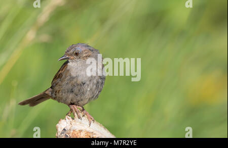 Gros plan de jeunes dunnock oiseau (Prunella modularis) isolé à l'extérieur dans l'habitat naturel du Royaume-Uni, perching. Banque D'Images