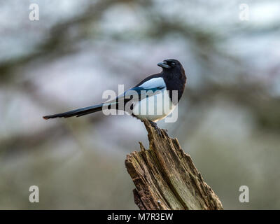 Pie bavarde (Pica pica) portrait. Isolés contre un arrière-plan bois gris. Banque D'Images