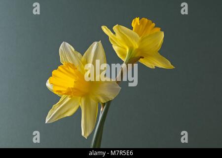 Close up de deux jonquilles sur fond vert clair Banque D'Images