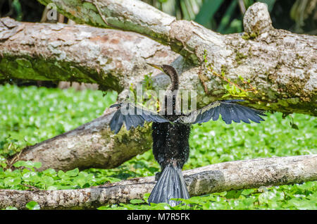 Anhinga (Anhinga anhinga), ou American vert, ou l'eau de la turquie, parfois appelé snakebird, secouant lui-même pour se débarrasser elle-même de l'eau sur une branche Banque D'Images