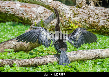 Anhinga (Anhinga anhinga), ou American vert, ou l'eau de la Turquie, également appelé snakebird, sécher ses ailes élargies sur une branche d'arbre entre les plantes de l'eau Banque D'Images