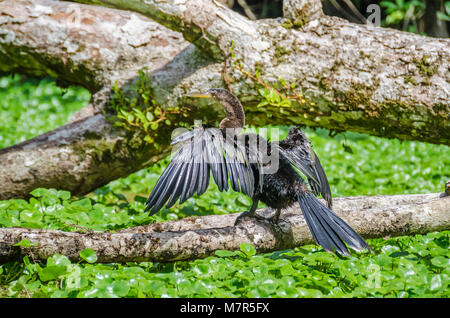 Anhinga (Anhinga anhinga), ou American vert, ou l'eau de la Turquie, également appelé snakebird, sécher ses ailes élargies sur une branche d'arbre entre les plantes de l'eau Banque D'Images