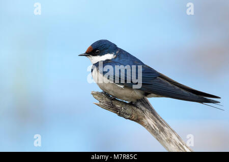 White-throated swallow (Hirundo albigularis) perché sur une souche d'arbre, Parc National de Wilderness, Afrique du Sud Banque D'Images