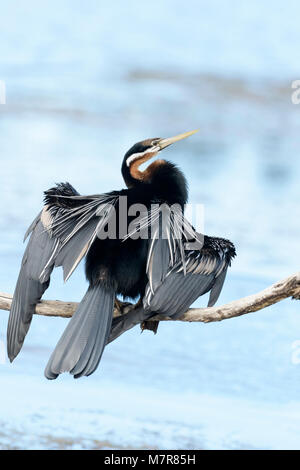 Le dard de l'Afrique de l'anhinga rufa) (séchant ses ailes, Parc National de Wilderness, Afrique du Sud Banque D'Images