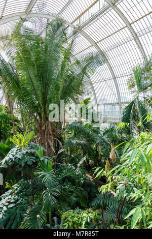 Londres, Royaume-Uni - 18 avril, 2014. Intérieur de la Palm House à Kew Gardens. Les jardins ont été fondées en 1840 et sont d'une importance internationale. Banque D'Images