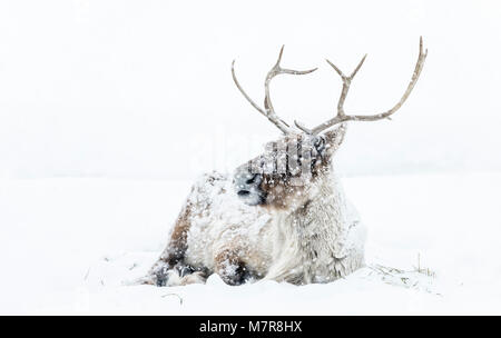 Rennes, dans une tempête d'hiver, également connu sous le nom de la population boréale de caribous des bois en Amérique du Nord, Rangifer tarandus, Manitoba, Canada.