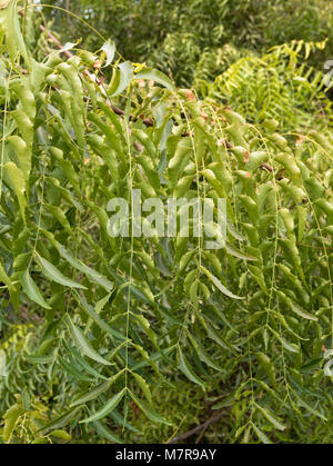 Azadirachta indica, communément connu sous le nom de neem. Palmetum, Botanical garden, Santa Cruz de Tenerife, Tenerife, Espagne. Banque D'Images