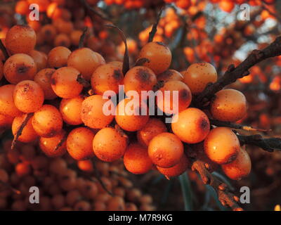 L'usine, Commun argousier (Hippophae rhamnoides). Banque D'Images