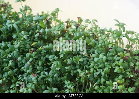 Macro les feuilles de cresson vert frais Banque D'Images