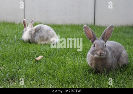 Deux lapins assis dans l'herbe Banque D'Images