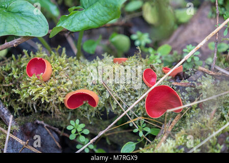 Champignons de printemps, champignon, Sarcoscypha coccinea, le scarlet elf cup le sol de la forêt humide en grand orme, Somerset UK Banque D'Images