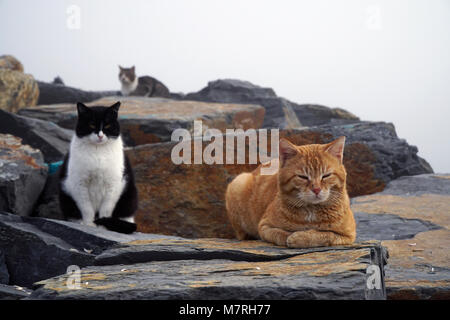 Les chats sont des paresseux se reposant dans un jour brumeux sur les rochers. Banque D'Images