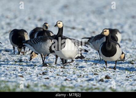Bernache nonnette (Branta leucopsis) se nourrissent dans le blé d'hiver avec la neige, Banque D'Images