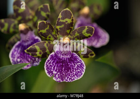 Close up of orchid flower Banque D'Images