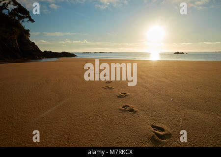 Empreintes de pieds dans le sable au lever du soleil, la baie des moustiques, Abel Tasman National Park, région de Nelson, île du Sud, Nouvelle-Zélande Banque D'Images