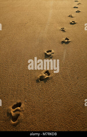 Empreintes de pieds dans le sable, Mosquito Bay, parc national Abel Tasman, région de Nelson, île du Sud, Nouvelle-Zélande Banque D'Images