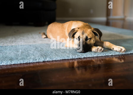 Noir et brun mignon chiot dormir sur tapis en laine bleu dans la salle de séjour par la lumière de la fenêtre Banque D'Images