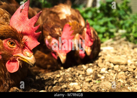 Poule de plage gratuite Banque D'Images