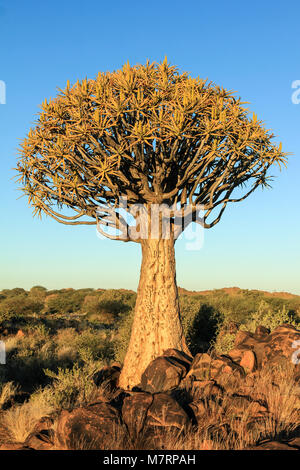 Quiver Tree avec des algues dans la lumière du matin. Banque D'Images