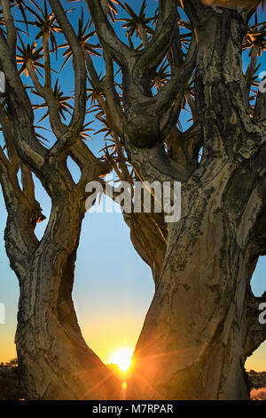 Beau lever de soleil africain brille à travers les branches des arbres carquois. Banque D'Images