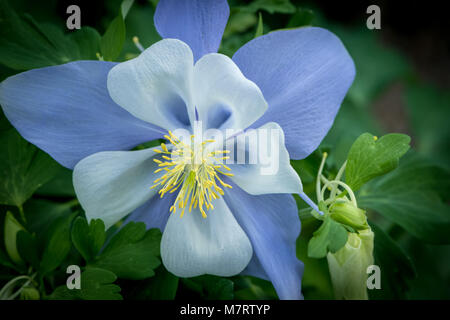 L'ancolie bleue du Colorado (Aquilegia coerulea) Banque D'Images
