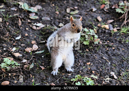 Un écureuil mignon dans Hyde Park Banque D'Images