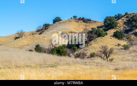 Collines en prairie avec des graminées et d'arbres verts luxuriants à Malibu, Californie, USA Banque D'Images