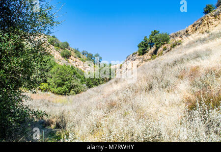 Collines en prairie avec des graminées et d'arbres verts luxuriants à Malibu, Californie, USA Banque D'Images