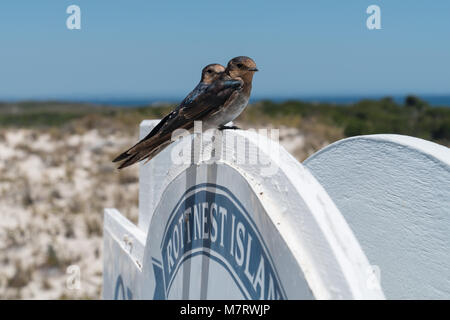 Swallow Hirundo neoxena, bienvenue, l'image a été prise sur Rottnest Island, Australie de l'Ouest Banque D'Images