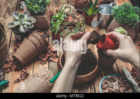 Le fleuriste derrière le travail. Mains de la fleuriste remplacer une plante dans un pot. Plantes grasses et cactus sur une table en bois Banque D'Images