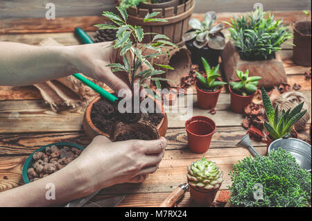 Le fleuriste derrière le travail. Mains de la fleuriste remplacer une plante dans un pot. Plantes grasses et cactus sur une table en bois Banque D'Images