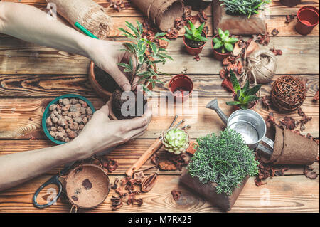 Le fleuriste derrière le travail. Mains de la fleuriste remplacer une plante dans un pot. Plantes grasses et cactus sur une table en bois Banque D'Images