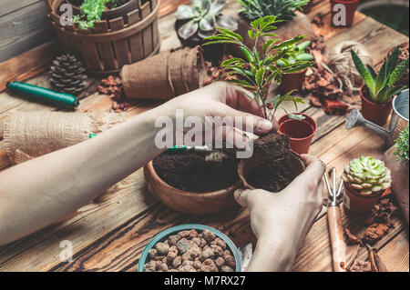 Le fleuriste derrière le travail. Mains de la fleuriste remplacer une plante dans un pot. Plantes grasses et cactus sur une table en bois Banque D'Images